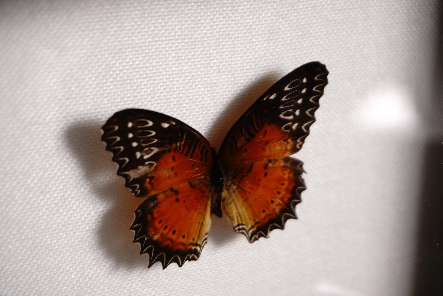 Leopard Lacewing