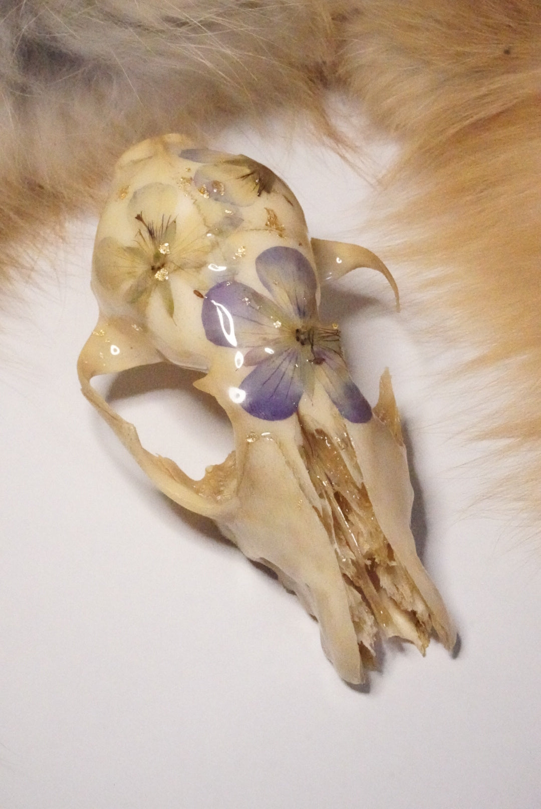 Fox skull