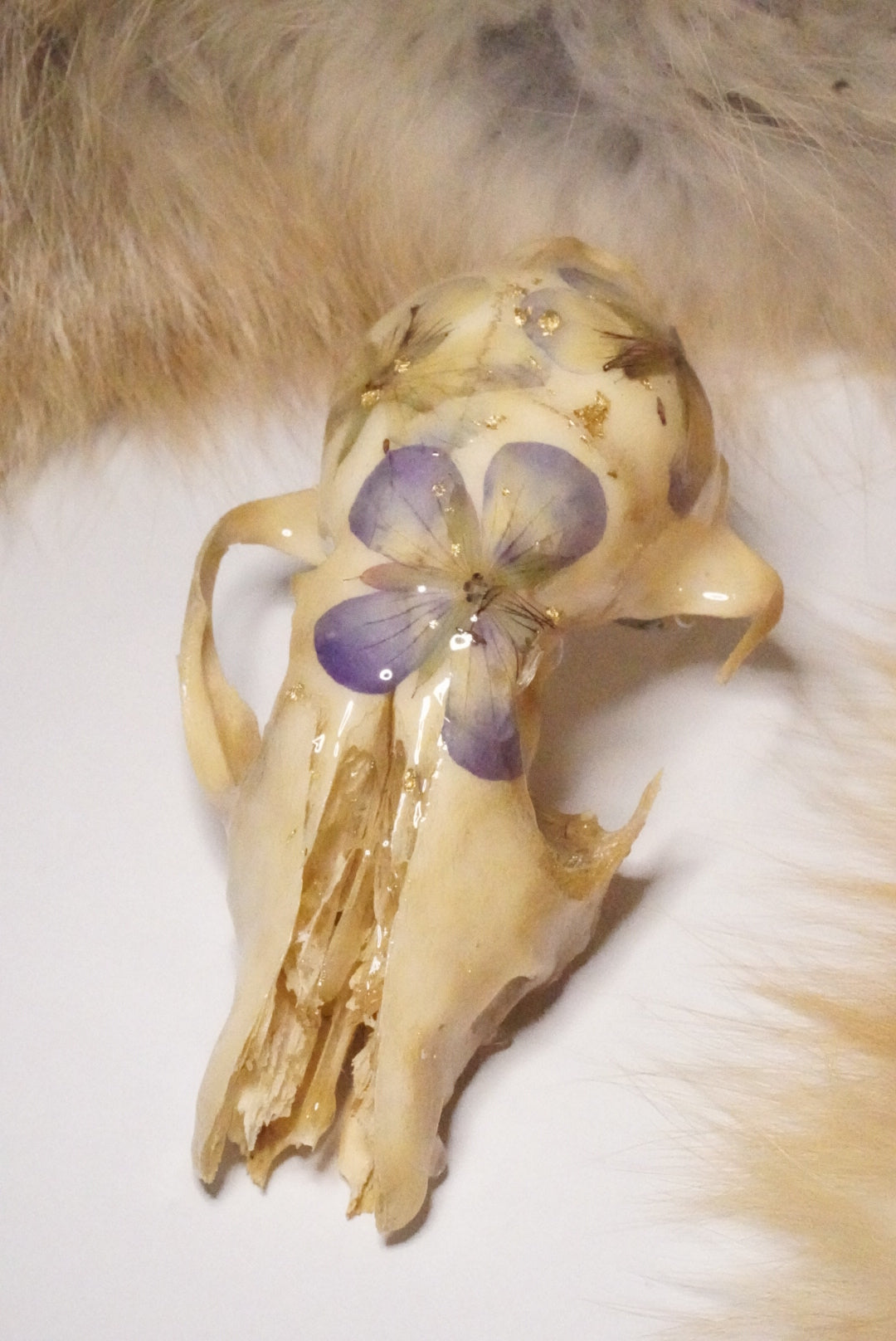 Fox skull