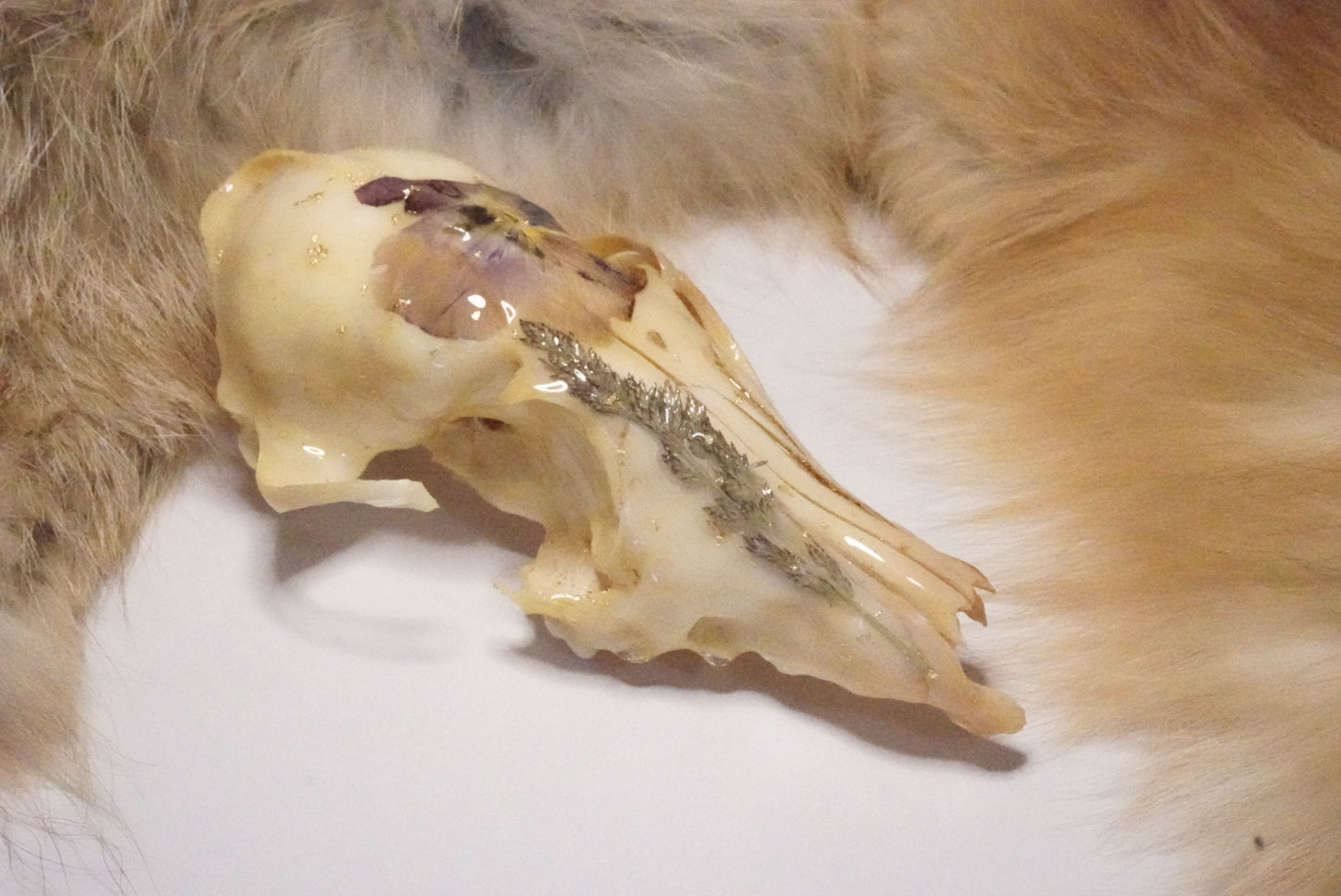 Fox skull 2.0