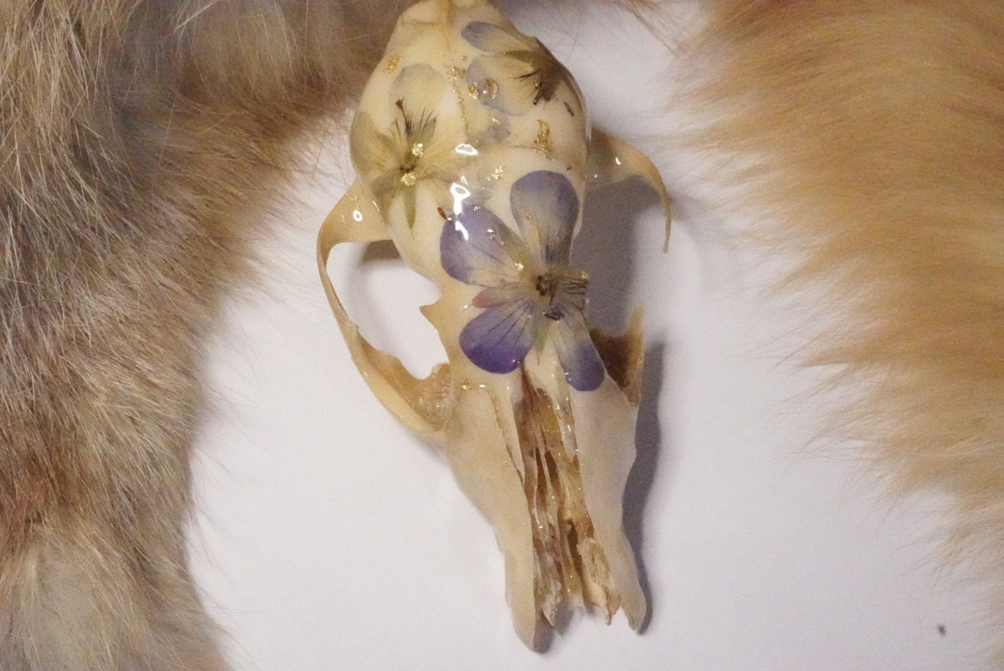 Fox skull