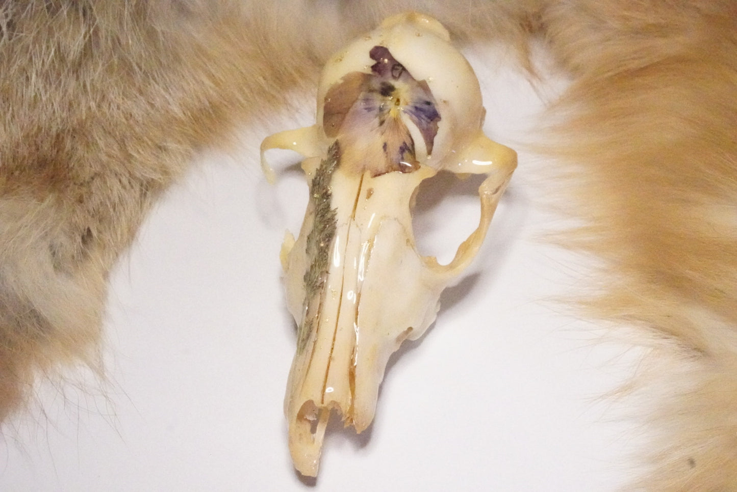 Fox skull 2.0
