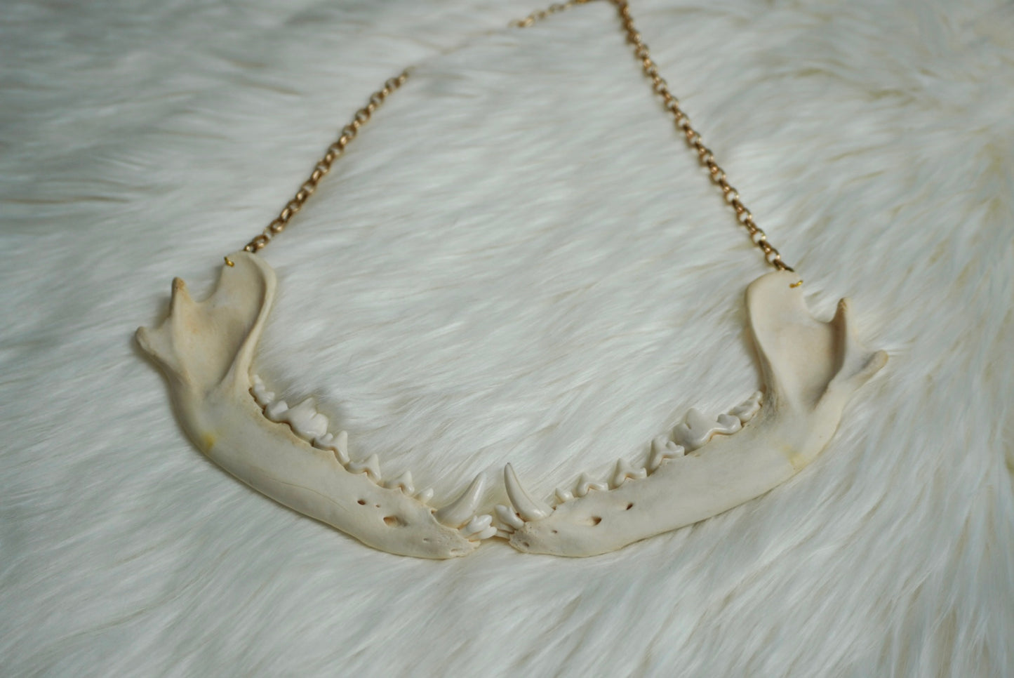 Coyote Jaw