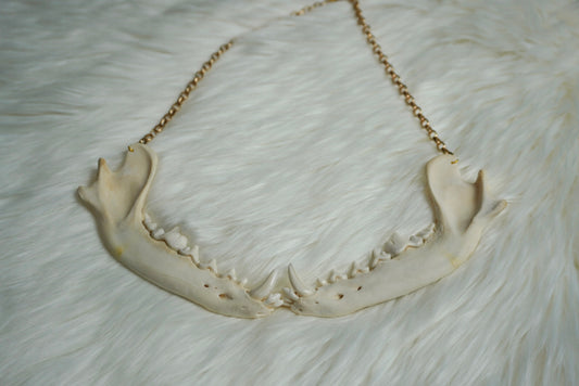 Coyote Jaw